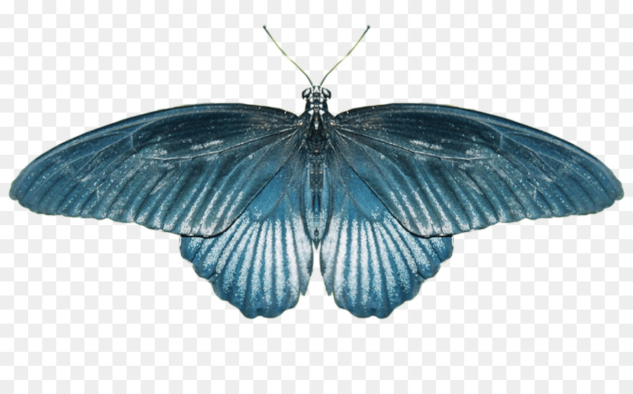 Papillon Bleu，Insecte PNG