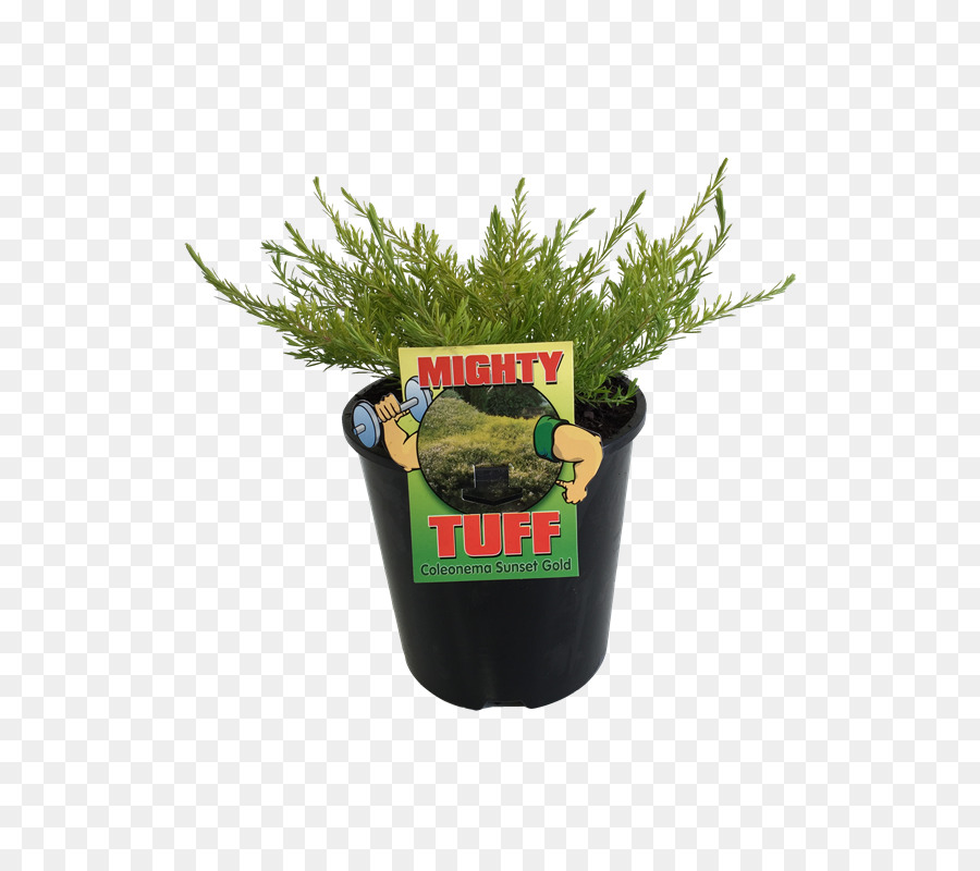 Herbe， PNG