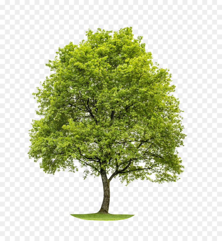 des bois et de la foret woodland la foret png des bois et de la foret woodland la foret transparentes png gratuit woodland la foret png