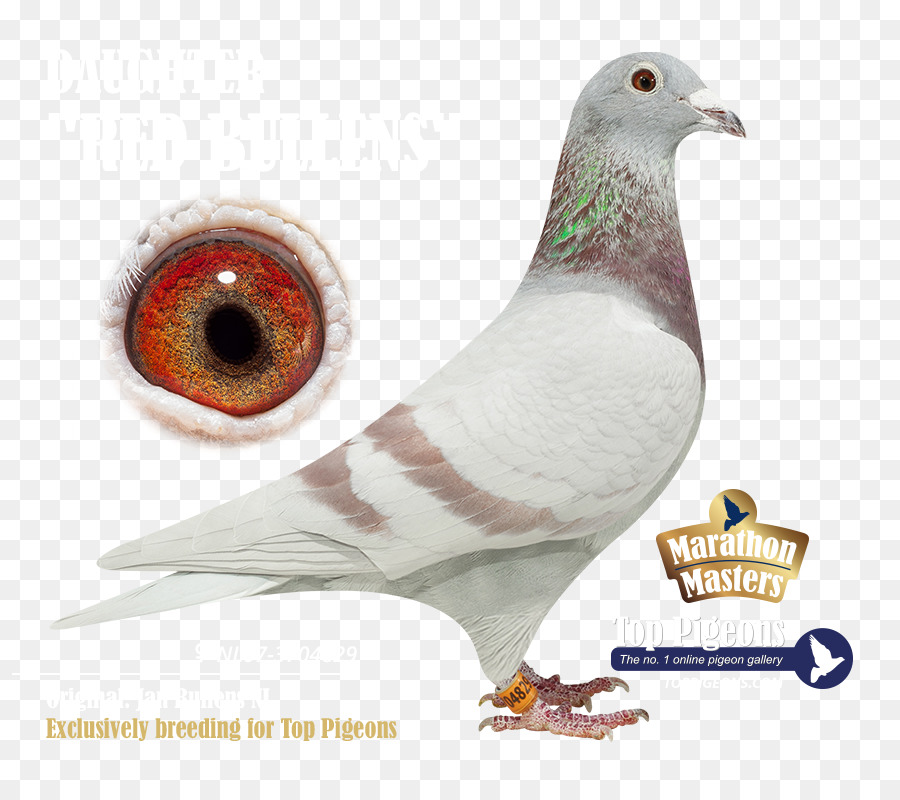 Gravelines，Les Pigeons Et Les Colombes PNG