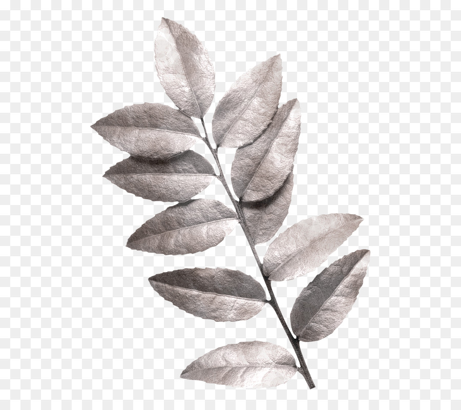 Feuille Verte，Usine PNG