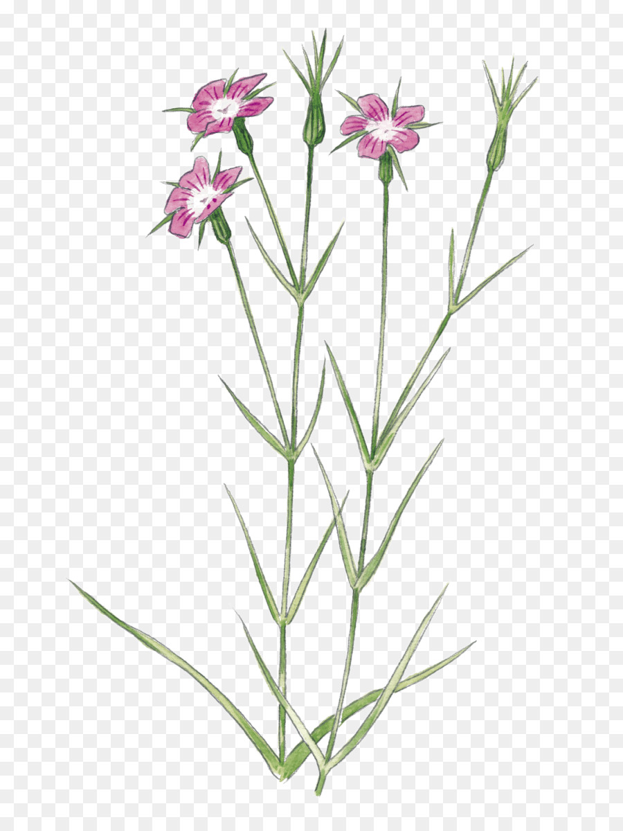 Fleurs Sauvages，Herbe PNG