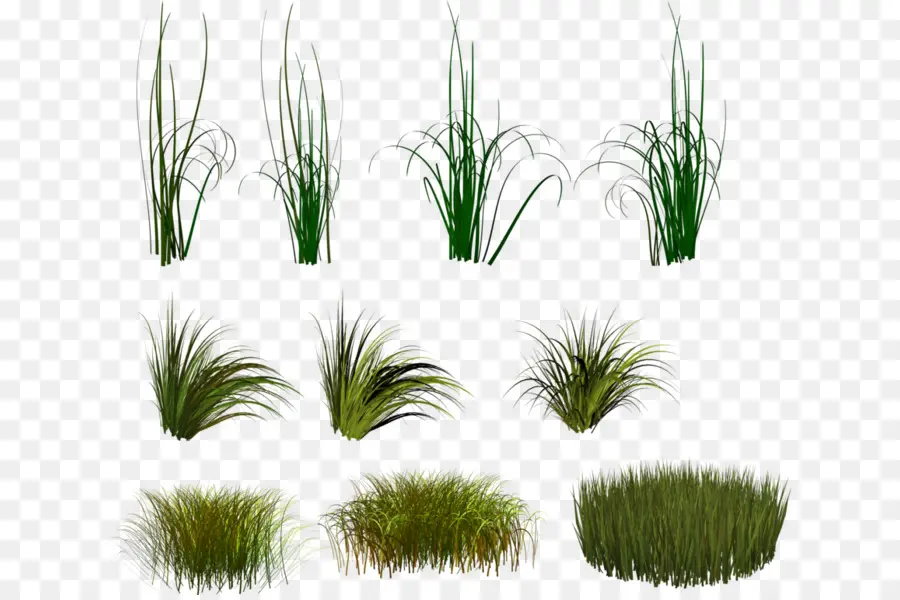 Herbe，Vert PNG