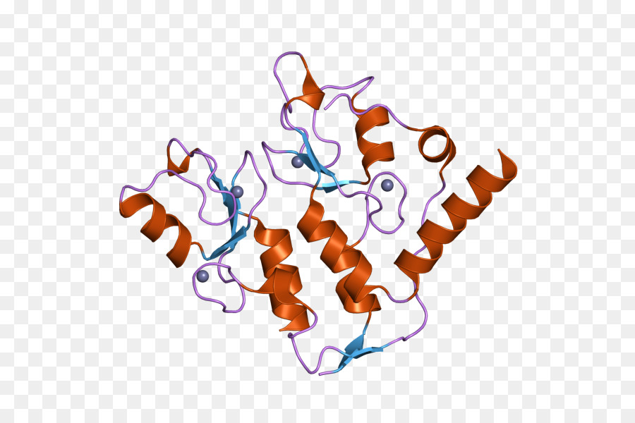 Structure Des Protéines，Molécule PNG