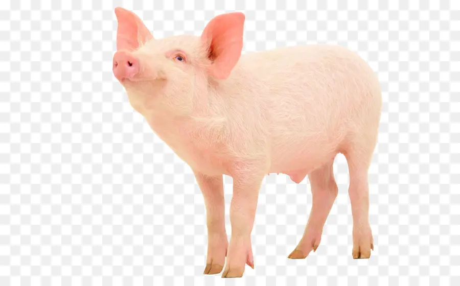 Cochon，De Porcs Domestiques PNG