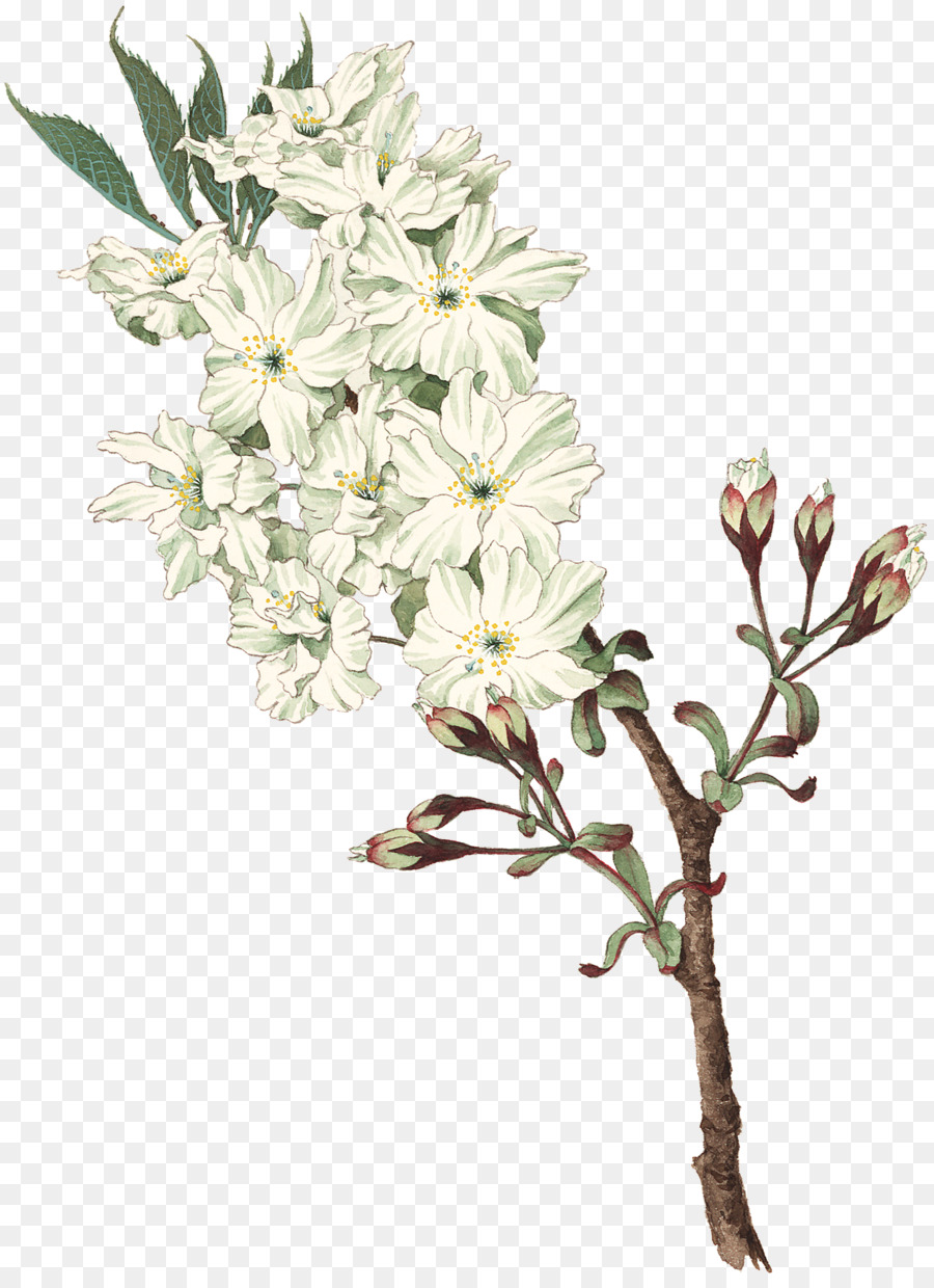 Fleurs Blanches，Fleurir PNG