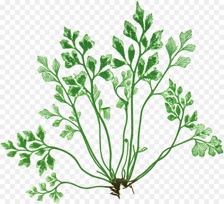 Plante Verte，Feuilles PNG