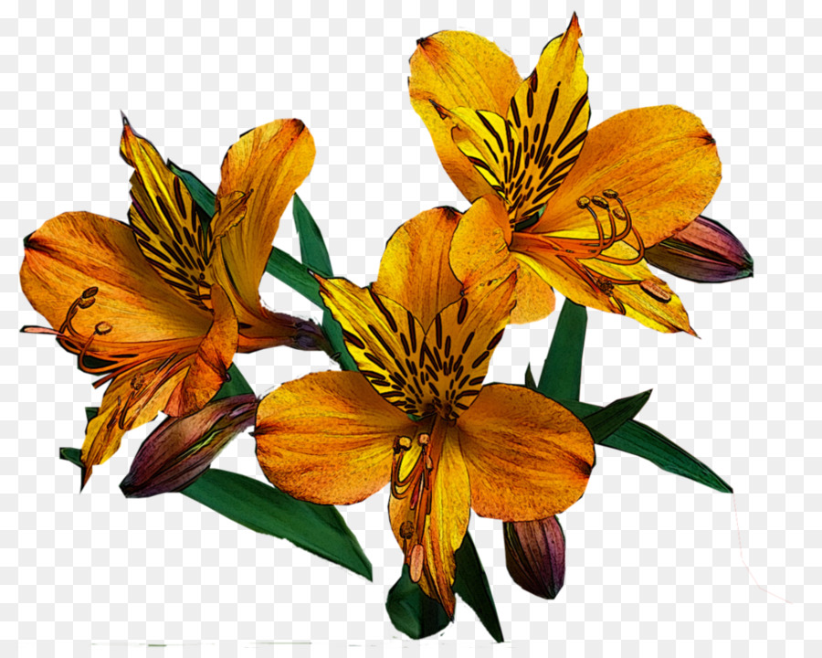 Lys Jaunes，Floraison PNG