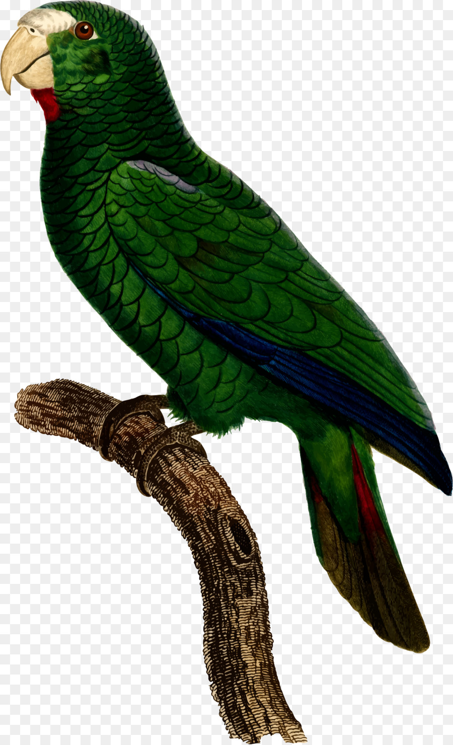 Perroquet Vert，Oiseau PNG