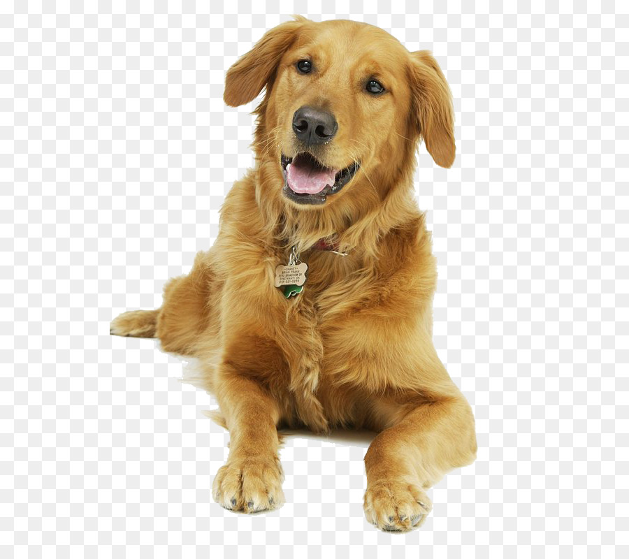 Chien，Animal De Compagnie PNG