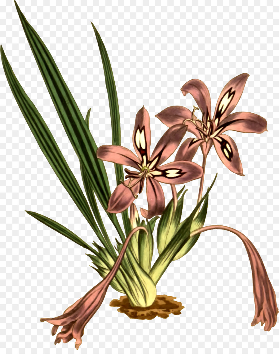 Babiana Stricta，Curtiss Botanique Magazine PNG