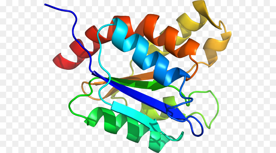 Structure Des Protéines，Biologie PNG