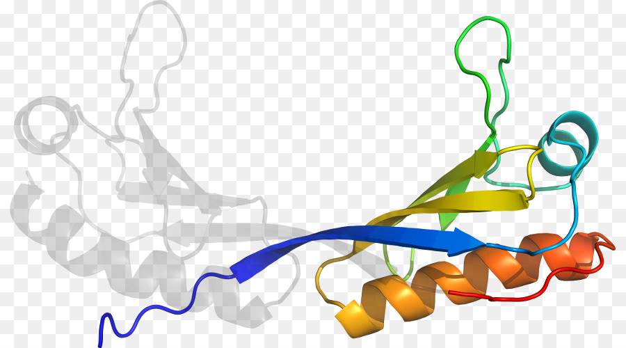 Organisme，Ligne PNG