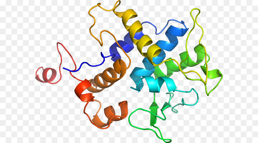 La Protéine，Le Lysozyme PNG