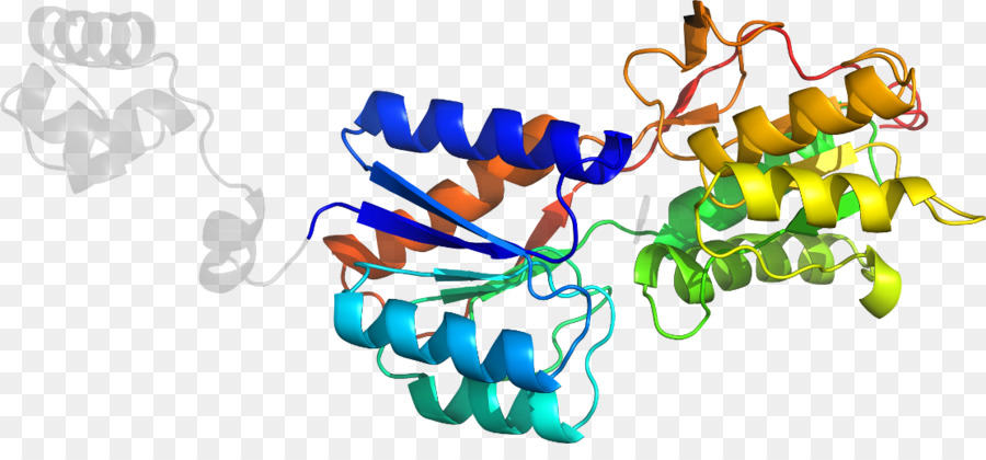 Structure Des Protéines，Molécule PNG