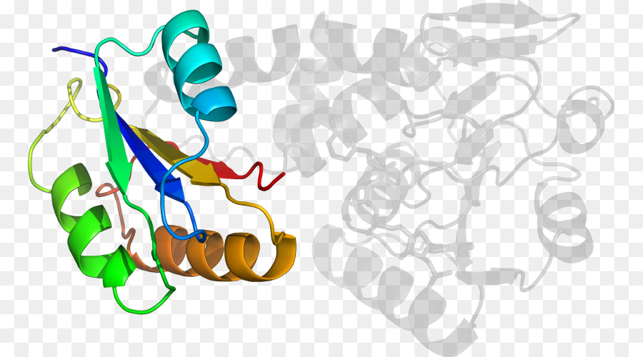 Structure Des Protéines，Molécule PNG