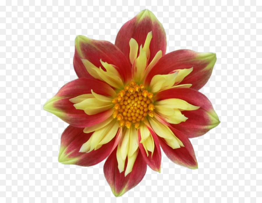 Dahlia，Tianzhu PNG