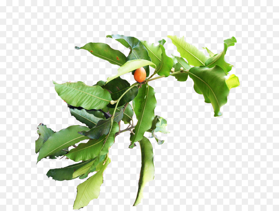 Branche，Légumes PNG