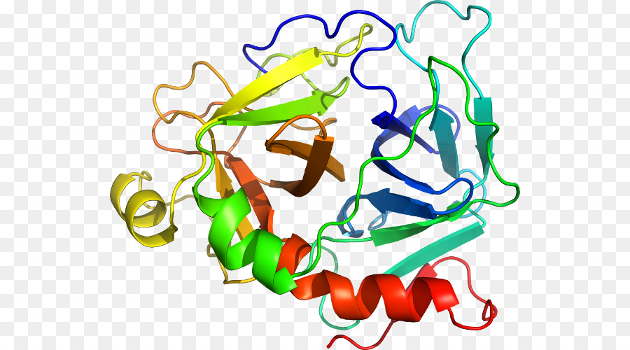 Structure Des Protéines，Molécule PNG