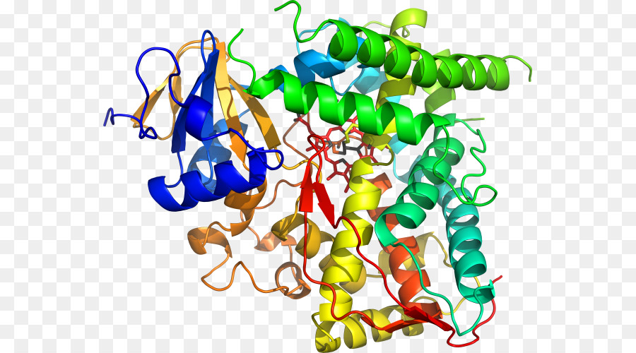 Organisme，Foin De Bacillus PNG