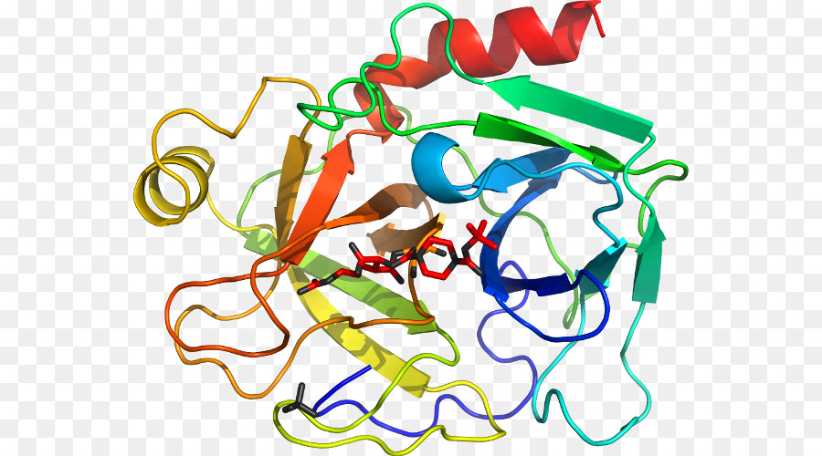 Structure Des Protéines，Molécule PNG