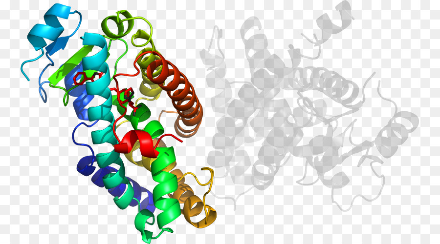 Structure Des Protéines，Molécule PNG