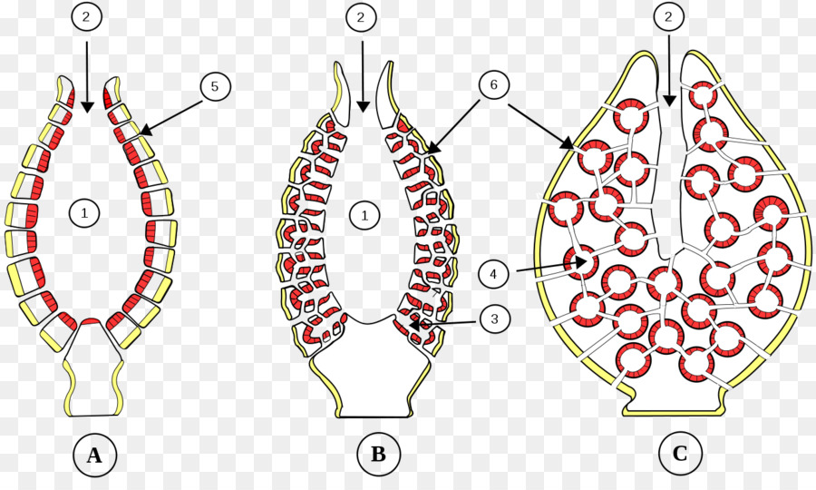 Structure Végétale，Biologie PNG