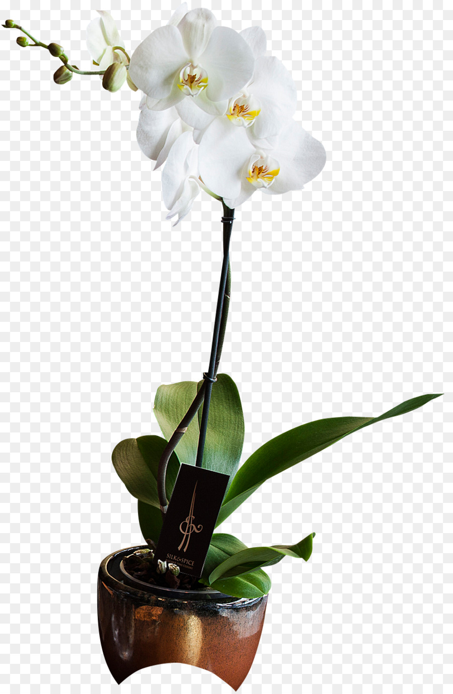 Plante D'orchidée，Fleur PNG