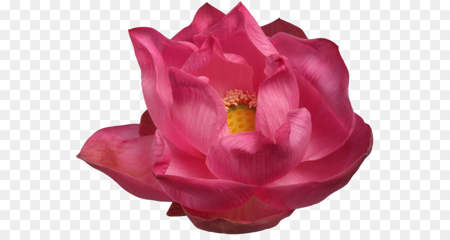 Fleur Rose，Fleur PNG