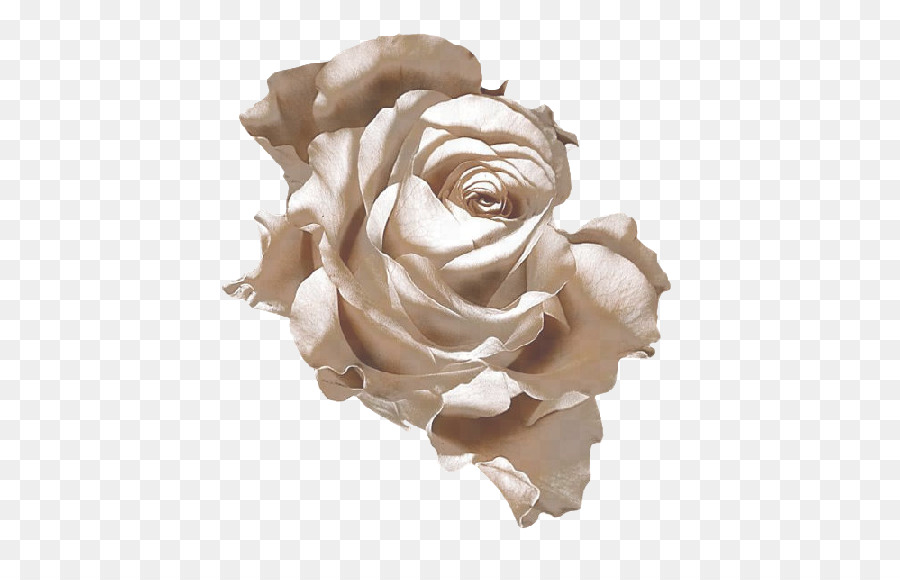 Fleur Séchée，Blanc PNG