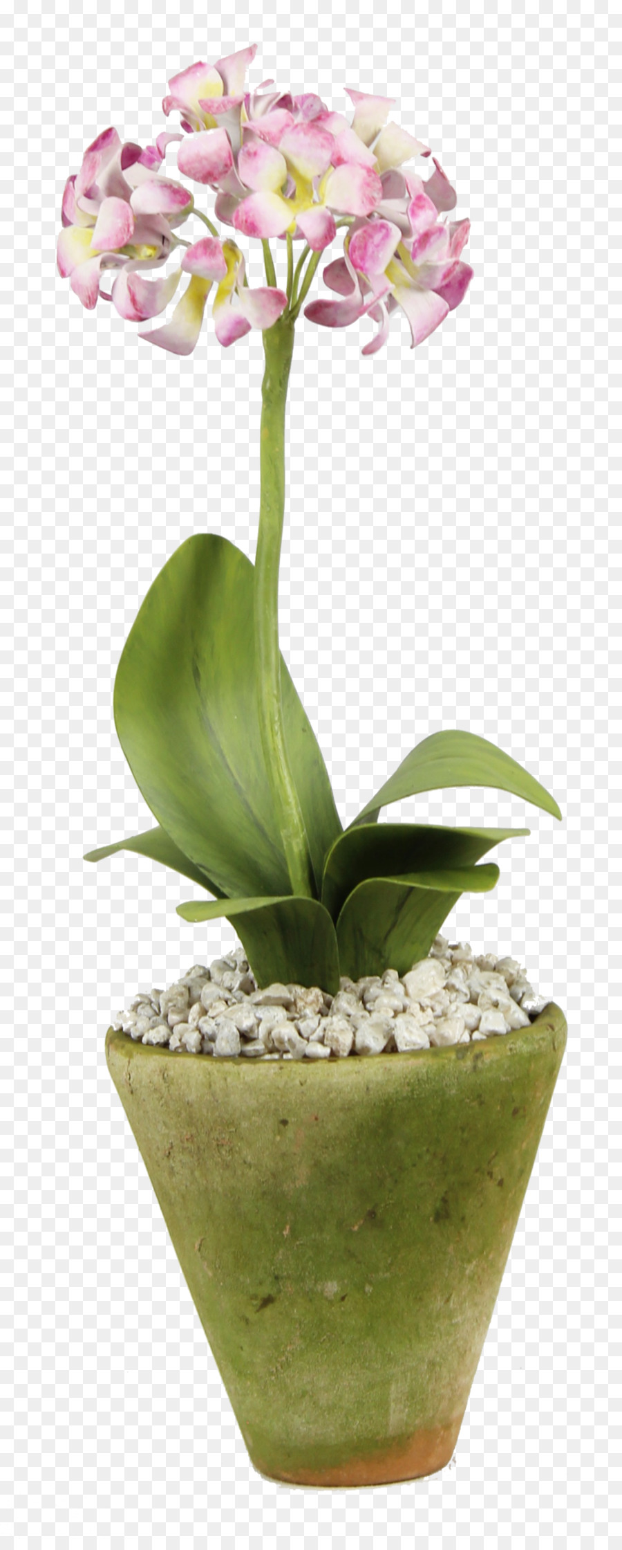 Teigne Des Orchidées，Flowerpot PNG