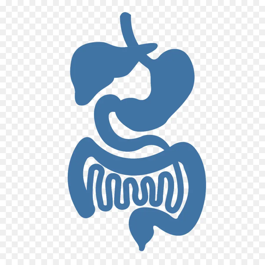 Tractus Gastro Intestinal，Gros Intestin PNG