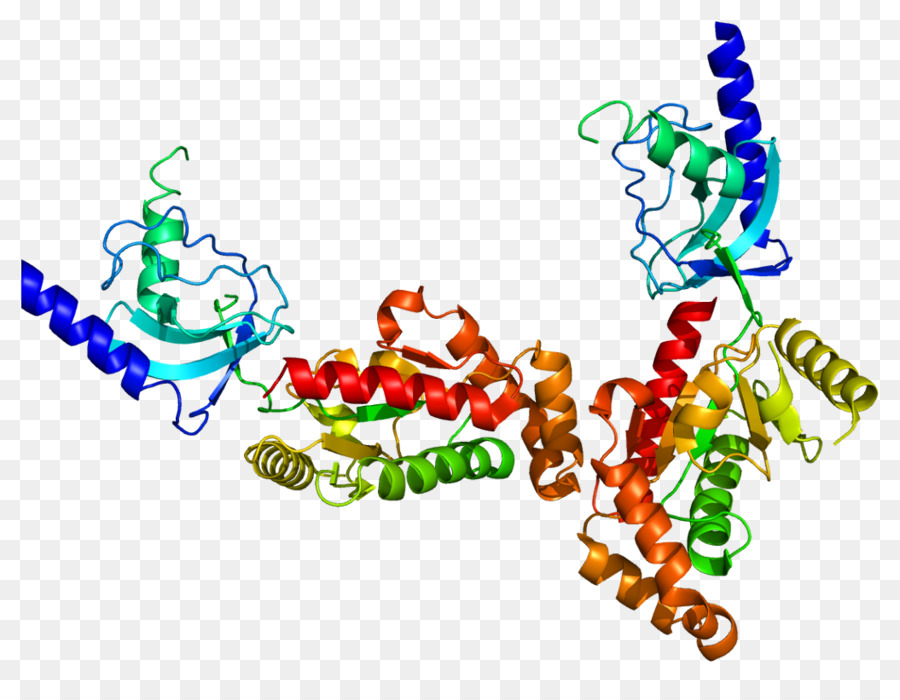 Structure Des Protéines，Molécule PNG