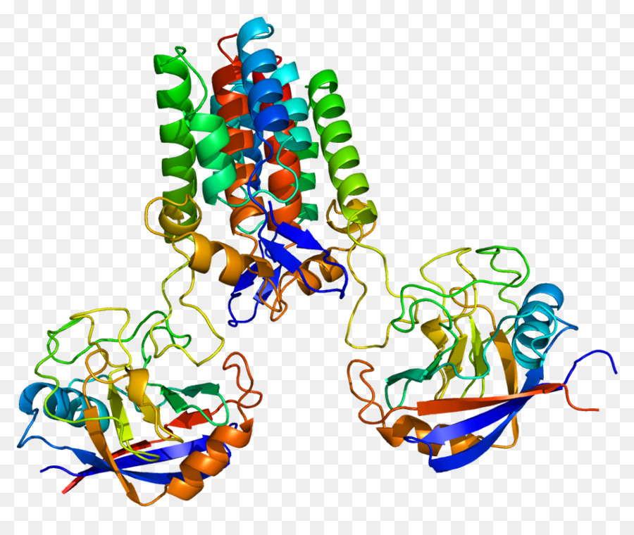 Prolyl Isomérase，Peptidylprolyl Isomérase Un PNG