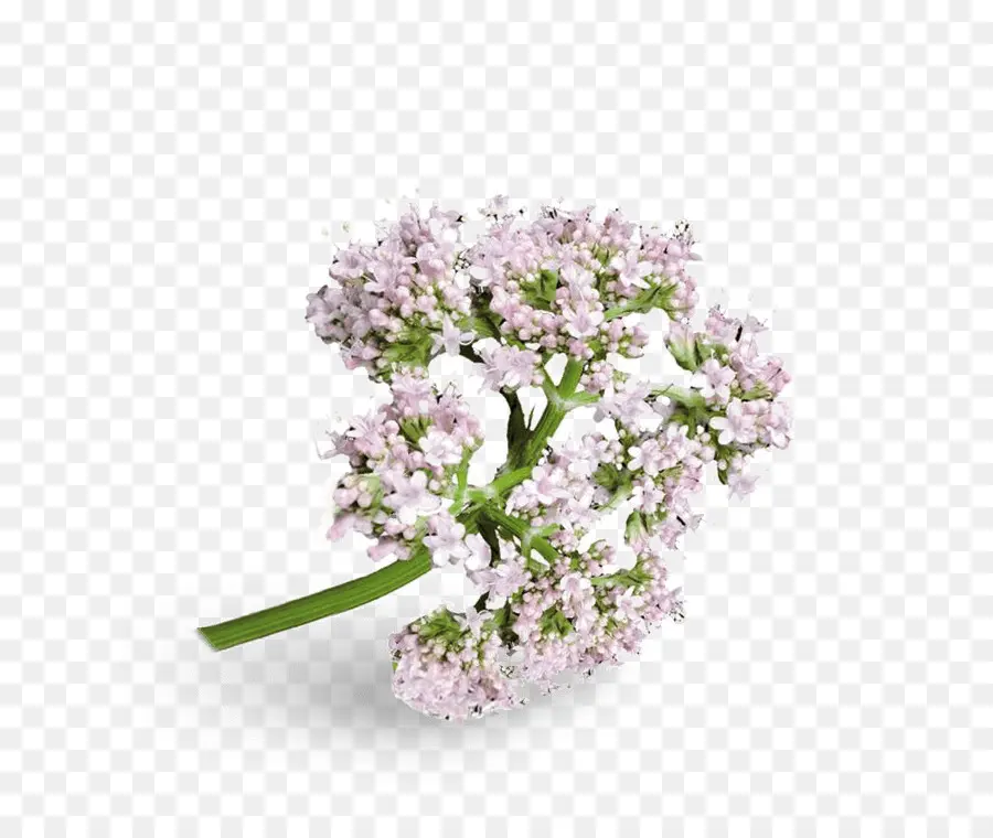 La Valériane，Les Fleurs Coupées PNG