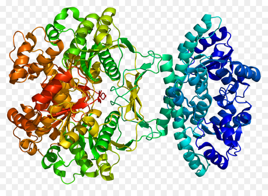 L Inosine Monophosphate Synthase，Enzyme PNG