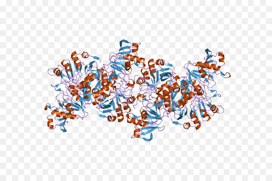 La Tyrosinase，Cuivre Protéines Et Des Enzymes De Cuivre PNG