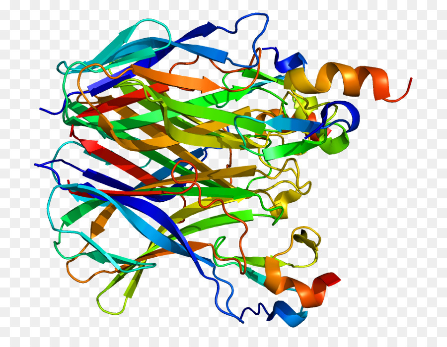 Structure Des Protéines，Biologie PNG