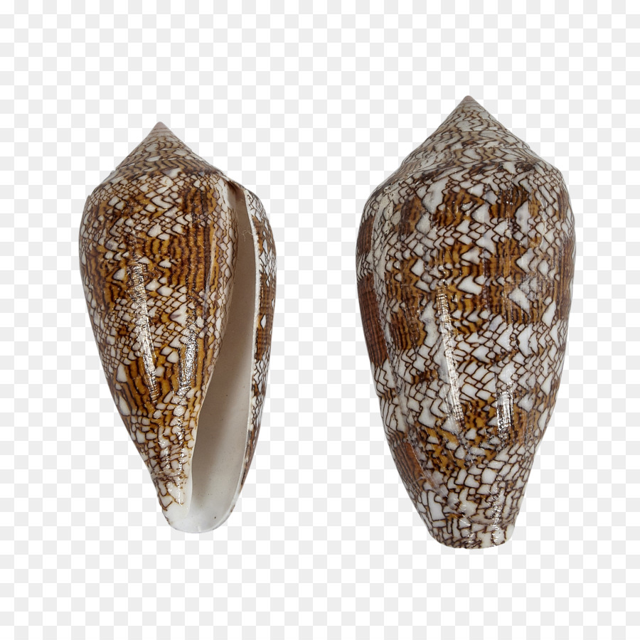 Coquillage，Coquillage 3 PNG