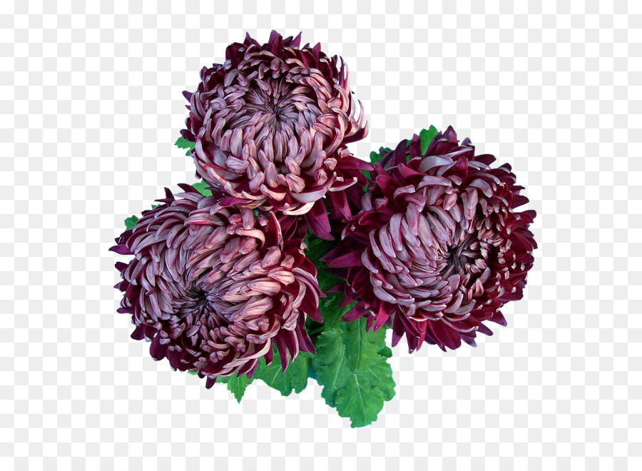 Chrysanthème，Sina Corp PNG