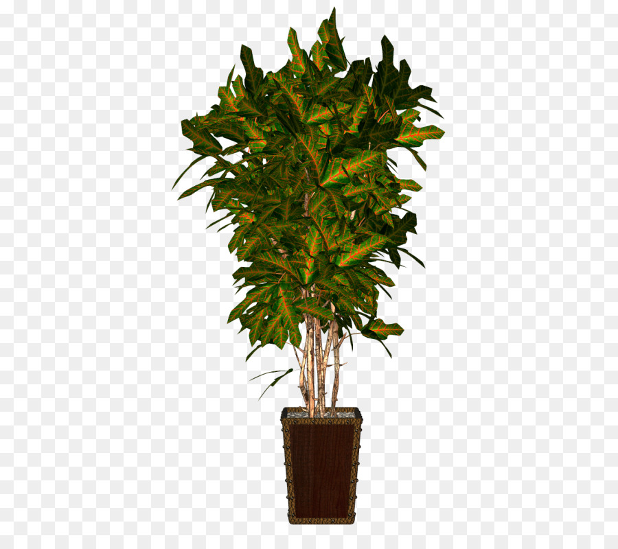 Plante D Intérieur，Flowerpot PNG