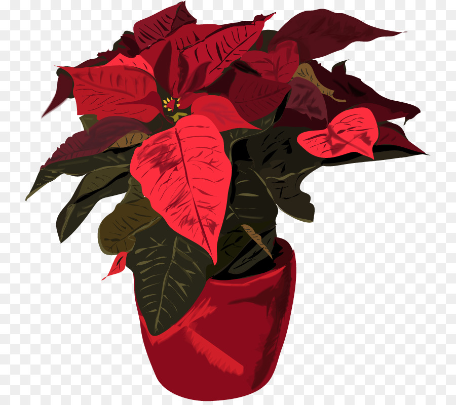 Poinsettia，Les Euphorbes PNG