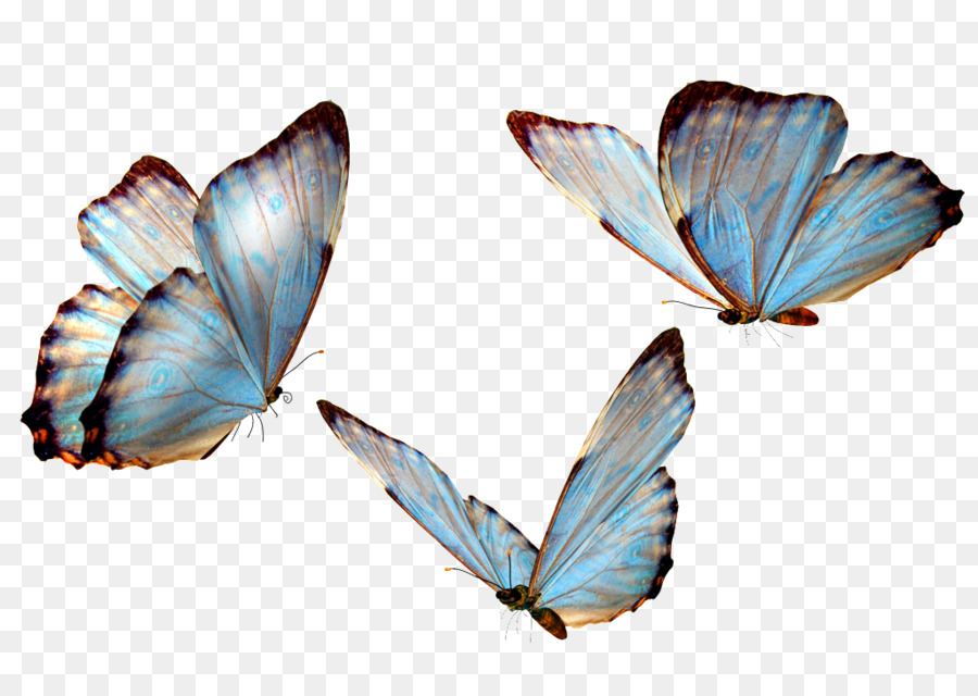 Papillon，Ailes Bleues PNG