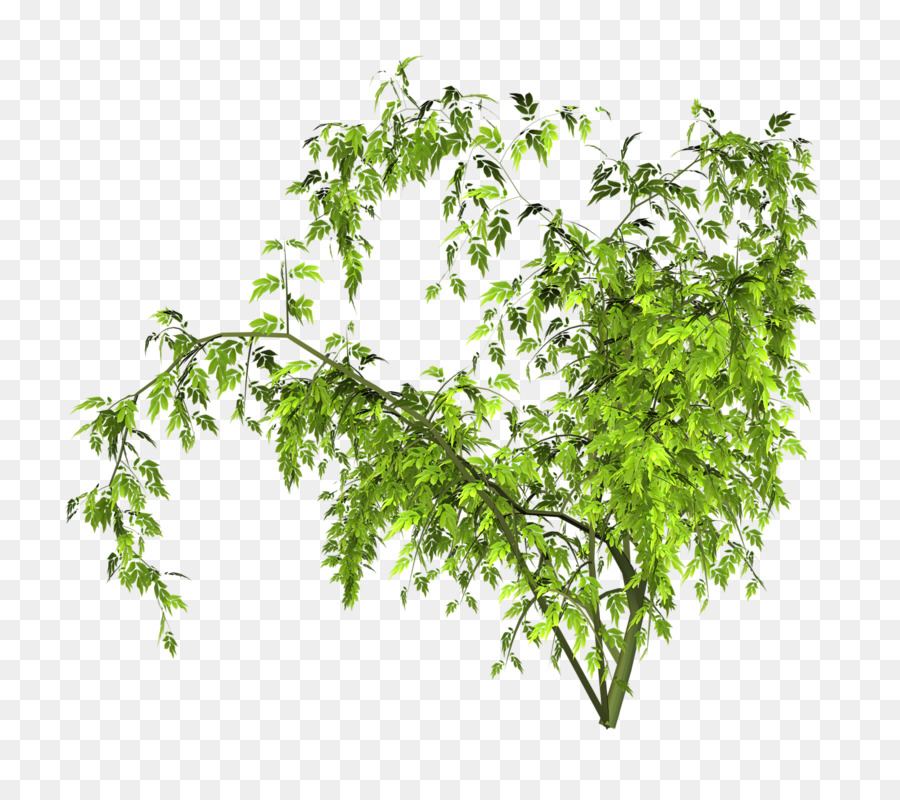 Plante Verte，Nature PNG