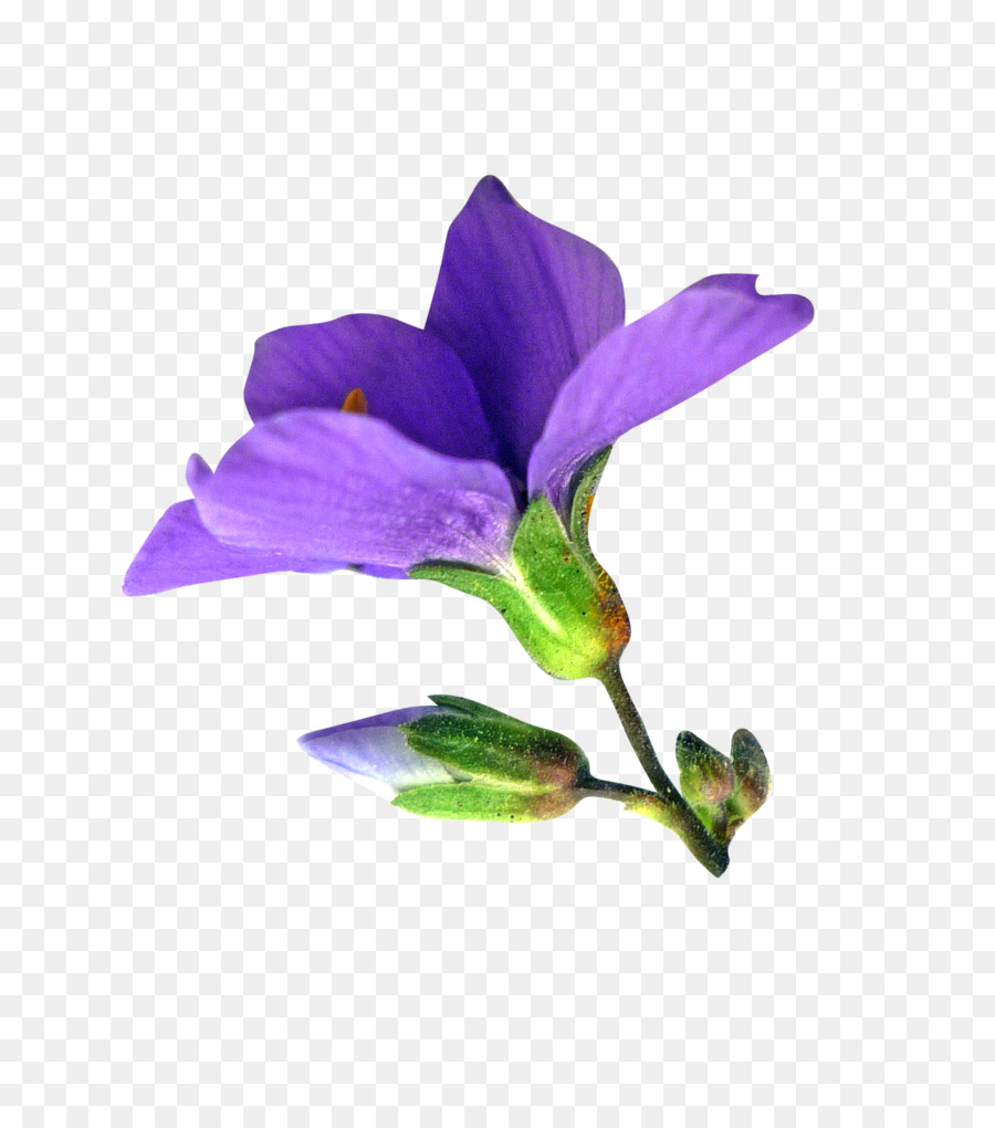 Tige De La Plante，Fleur PNG