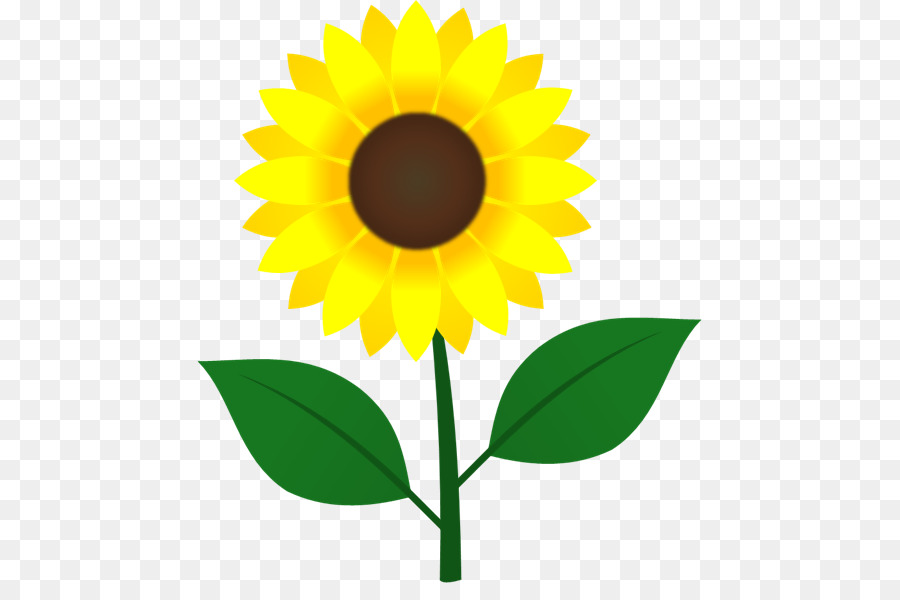 Tournesols，Arc En Ciel PNG