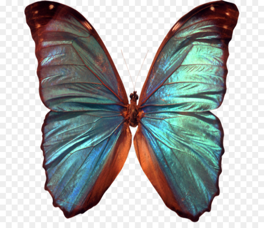 Papillon，Ailes Bleues PNG