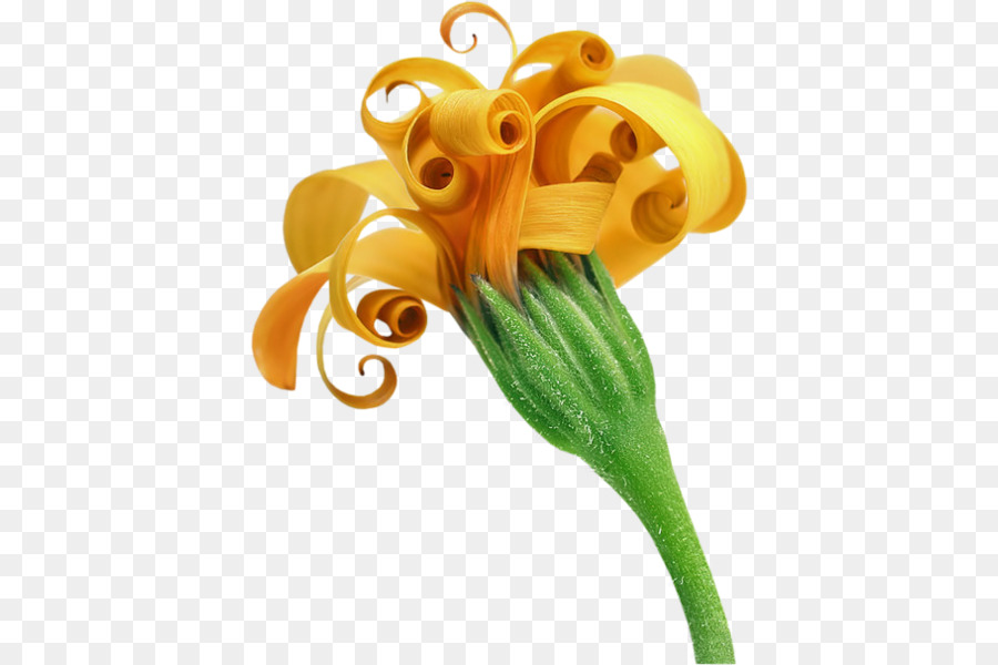 Fleur，Tinypic PNG