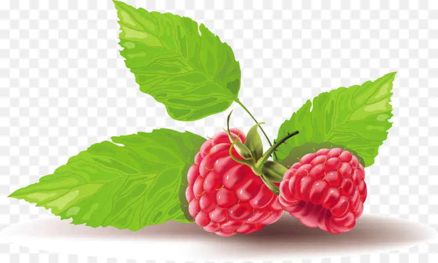 Framboise，Fruits PNG