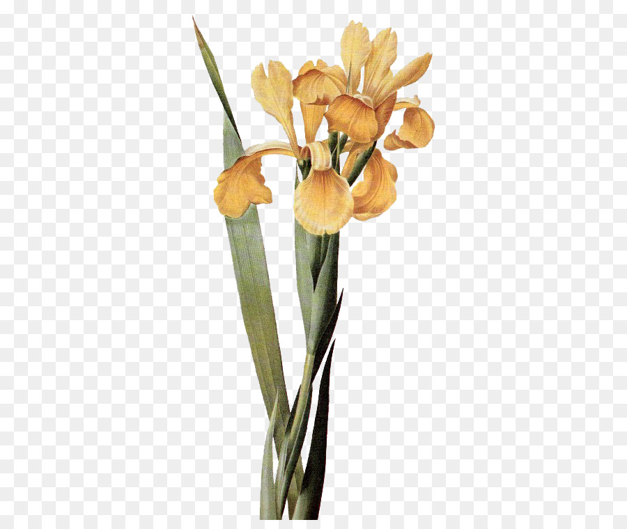 Iris Jaune，Fleurir PNG